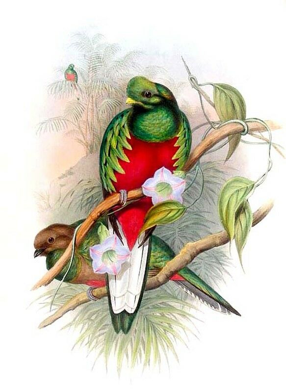 Crested Quetzal