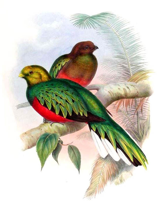 White-tipped Quetzal