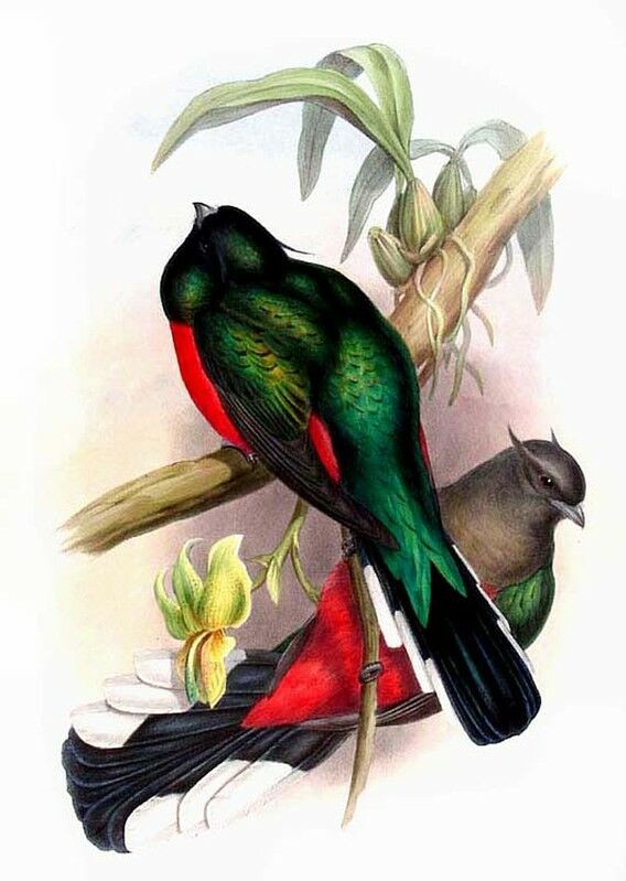 Quetzal oreillard