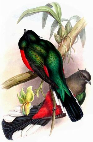 Quetzal oreillard