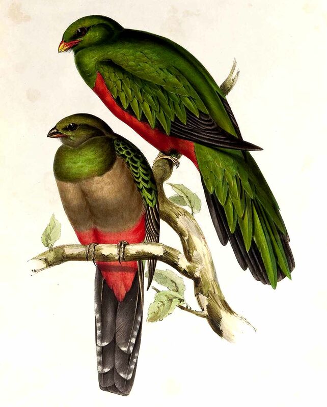 Pavonine Quetzal