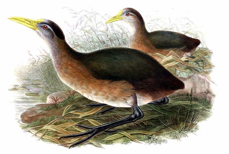 New Guinea Flightless Rail