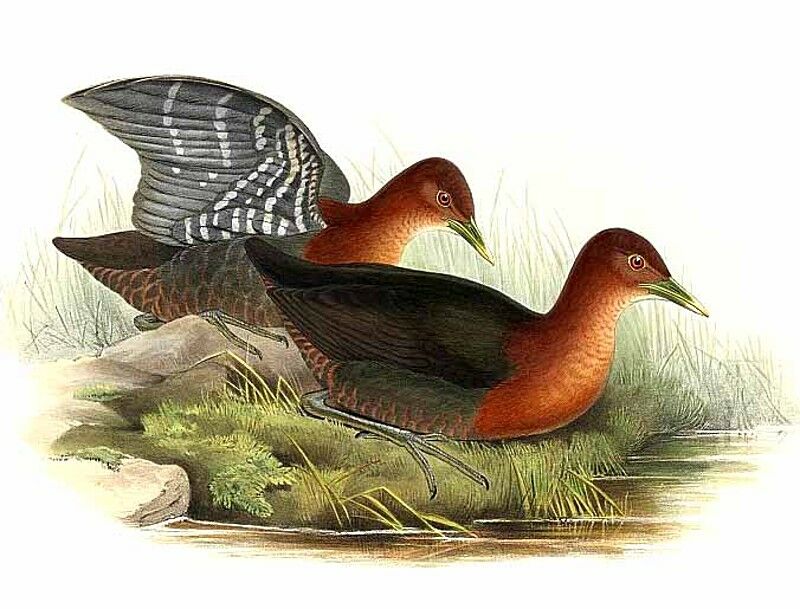 Red-necked Crake