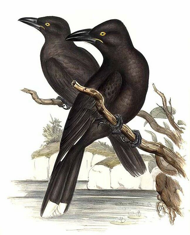 Black Currawong