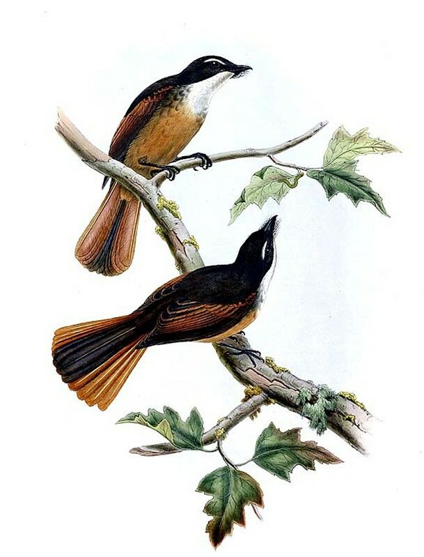 Northern Fantail