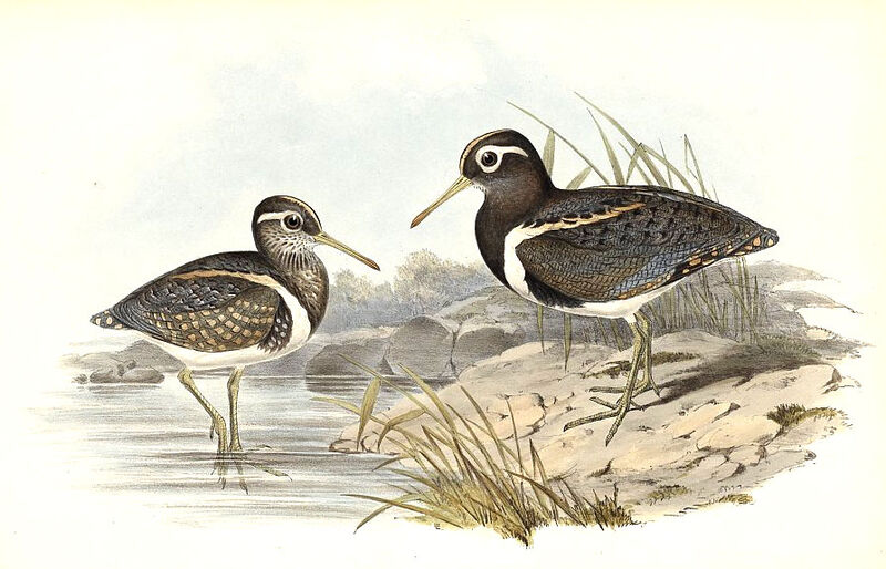 Australian Painted-snipe