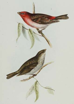 Common Rosefinch