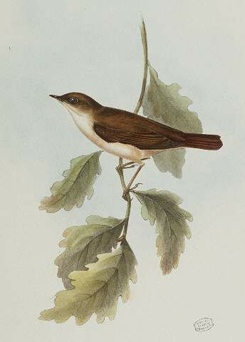 Common Nightingale