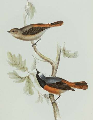 Common Redstart