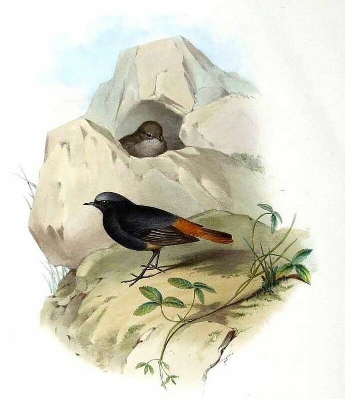 Black Redstart