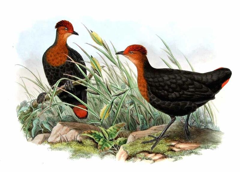 Crimson-headed Partridge