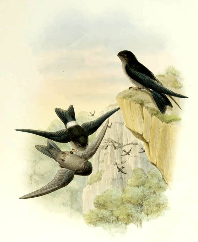 Australian Swiftlet