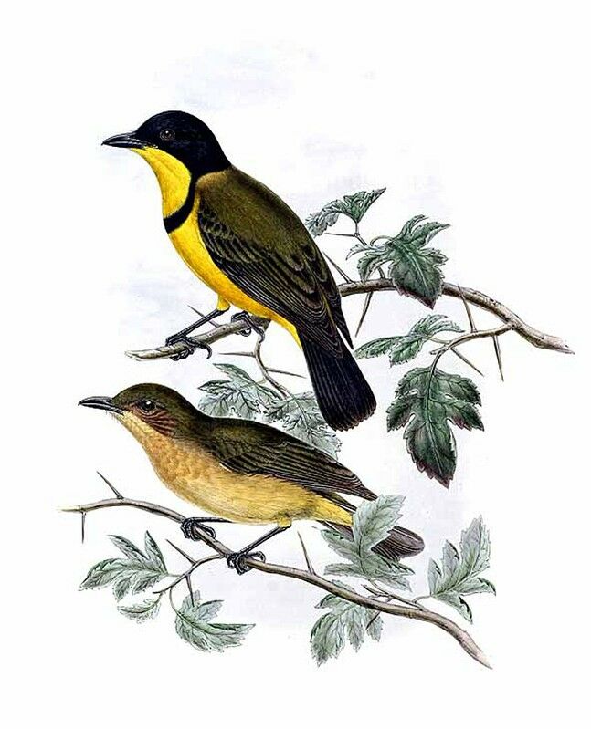 Australian Golden Whistler