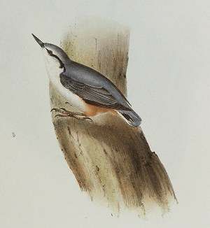 Eurasian Nuthatch