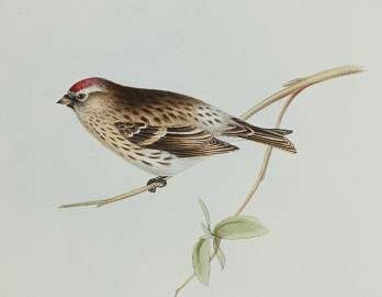 Arctic Redpoll