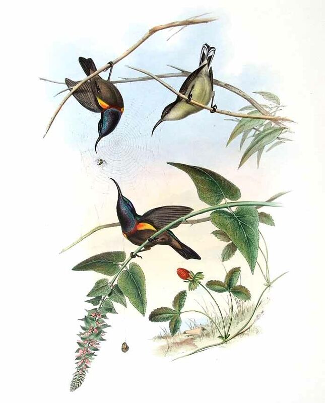 Loten's Sunbird