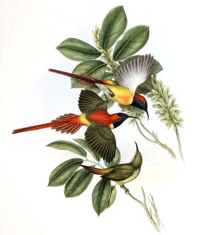 Fire-tailed Sunbird