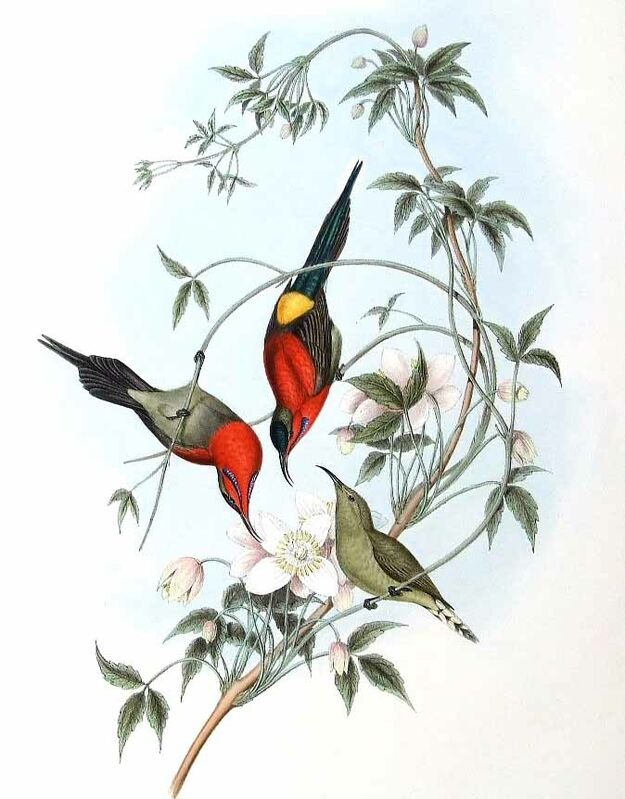 Crimson Sunbird