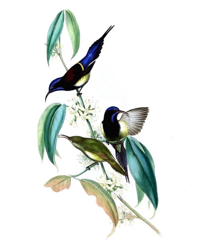 Black-throated Sunbird