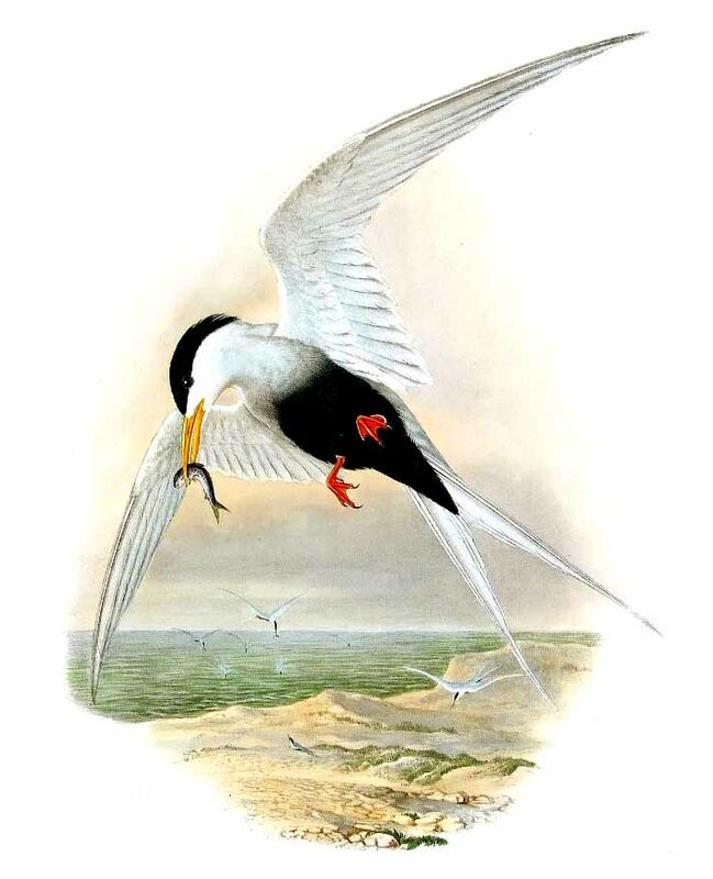 Black-bellied Tern