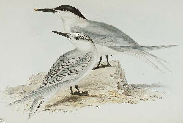 Sandwich Tern