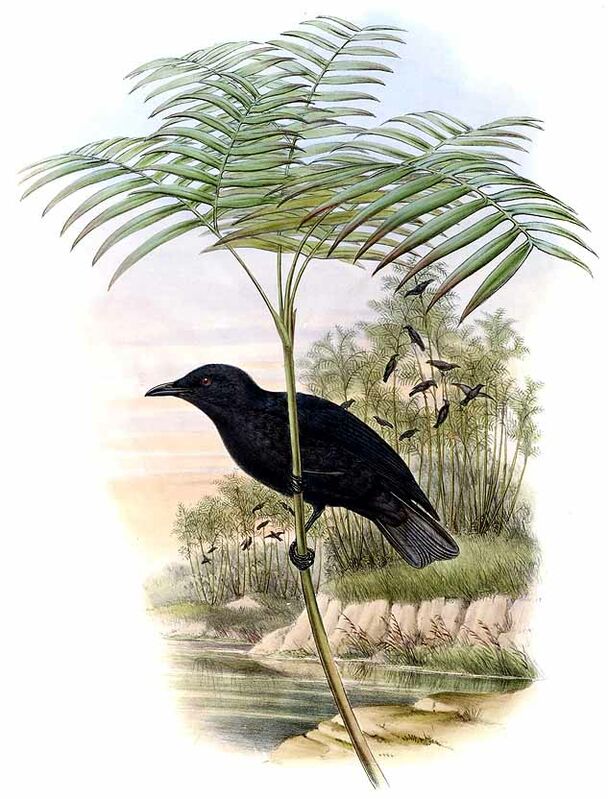 Atoll Starling