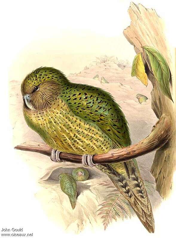 Strigops kakapo