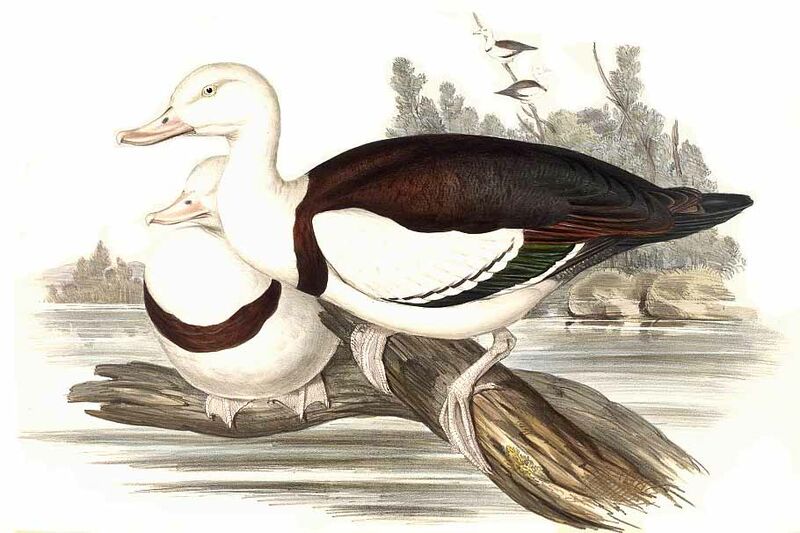 Radjah Shelduck