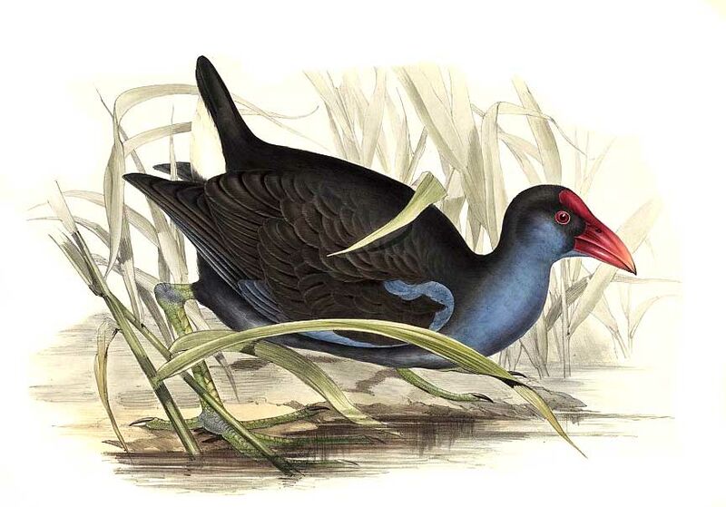 Australasian Swamphen