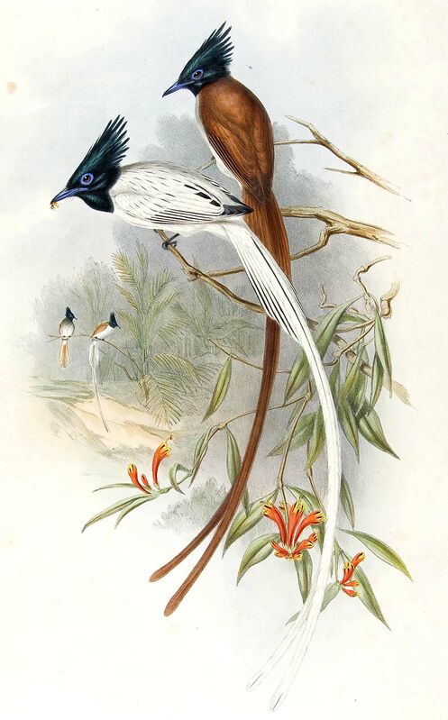 Indian Paradise Flycatcher