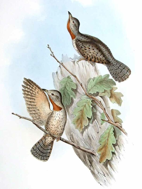 Red-throated Wryneck