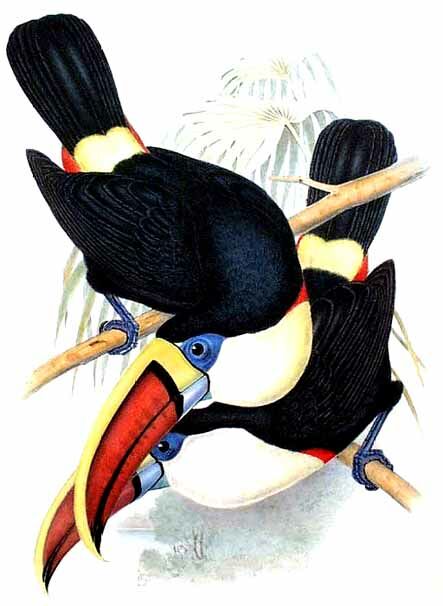 White-throated Toucan