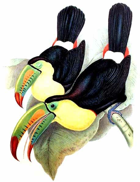 Toucan à carène