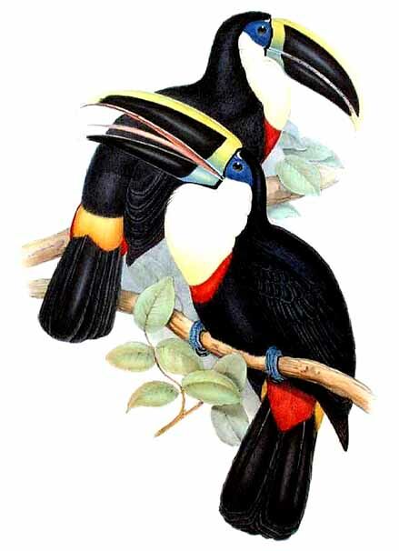 Channel-billed Toucan (culminatus)