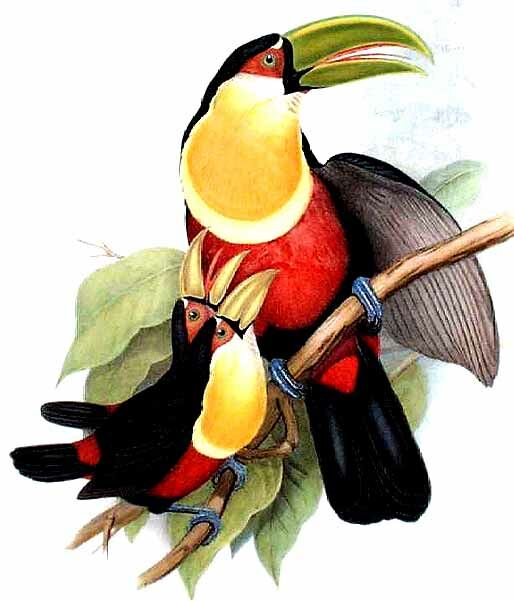 Toucan à ventre rouge