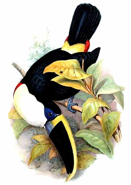 White-throated Toucan (cuvieri)