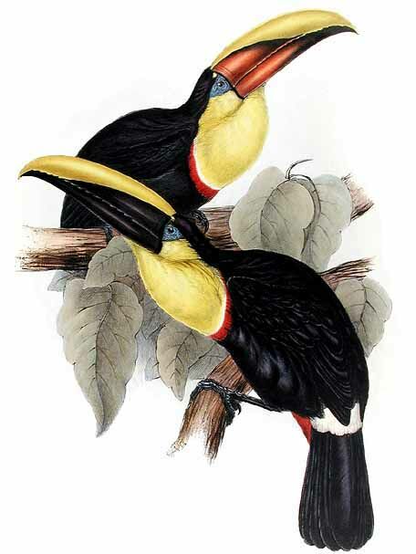 Toucan de Swainson