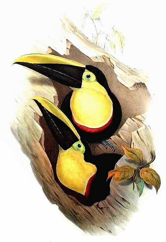 Toucan du Chocó