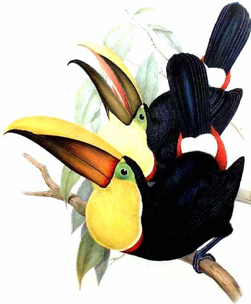 Yellow-throated Toucan