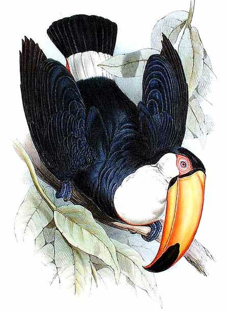 Toco Toucan