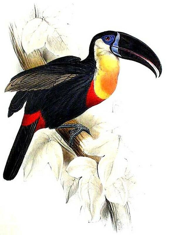 Toucan vitellin