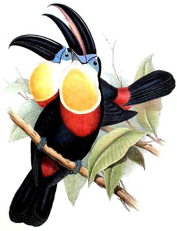 Toucan vitellin