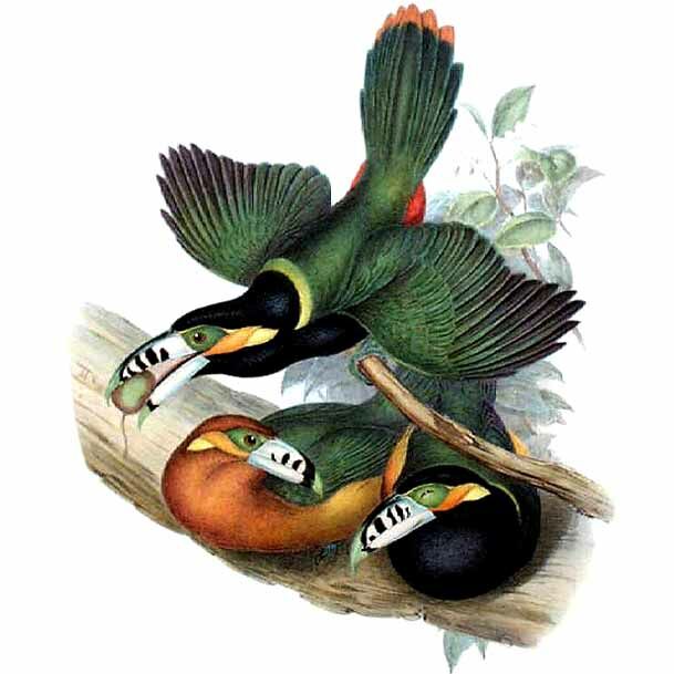 Spot-billed Toucanet