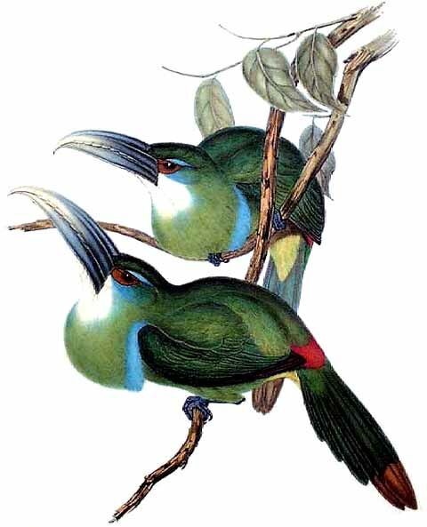 Toucanet à ceinture bleue