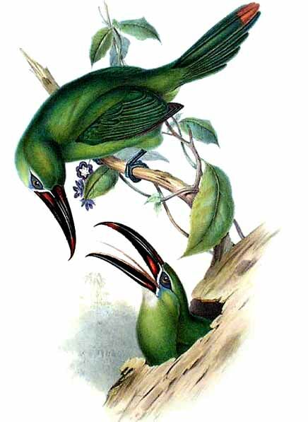 Chestnut-tipped Toucanet