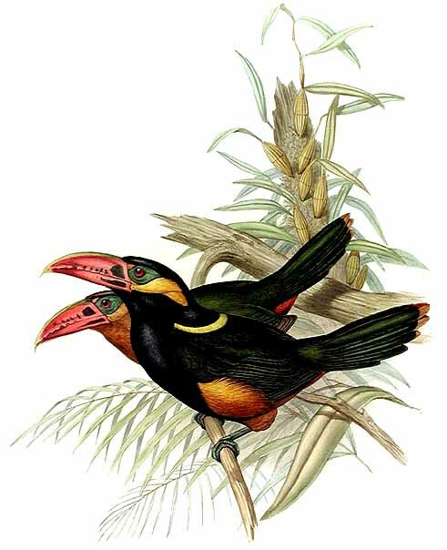 Toucanet de Natterer