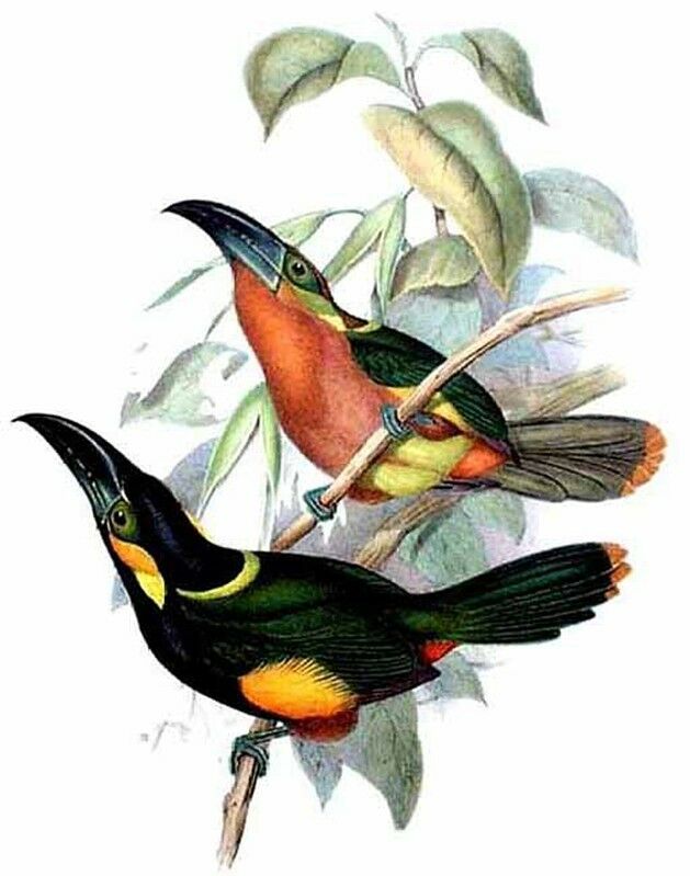 Golden-collared Toucanet