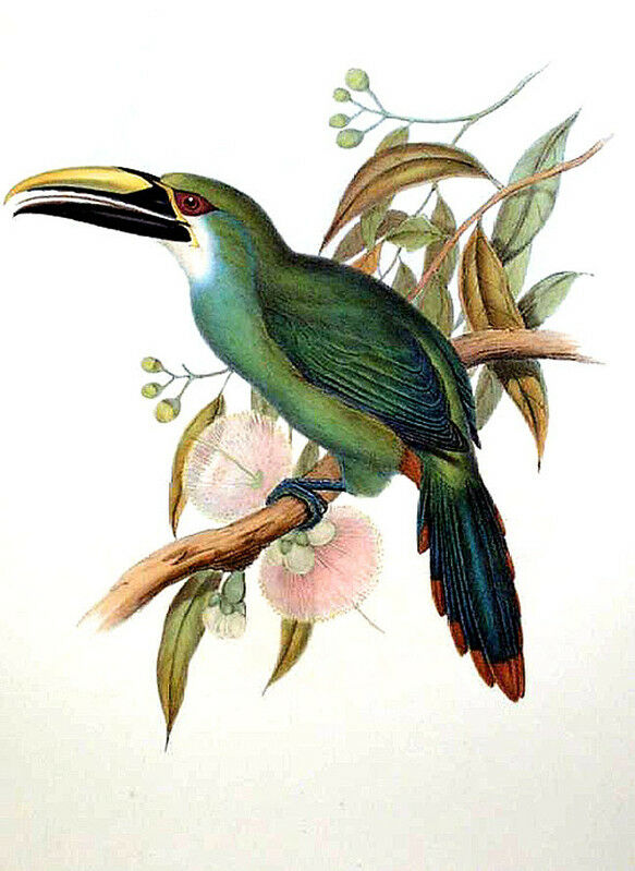 Toucanet de Wagler