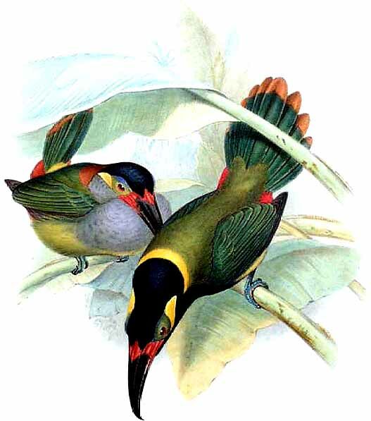 Toucanet koulik