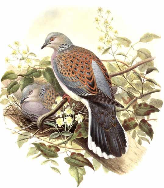 European Turtle Dove